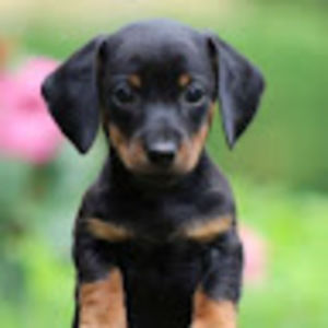 Meet your Posher, Kimber